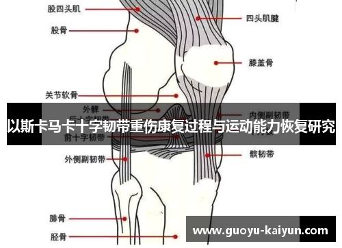以斯卡马卡十字韧带重伤康复过程与运动能力恢复研究